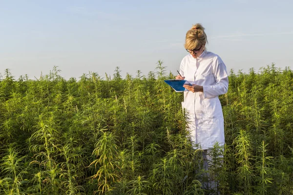 Scientist observing CBD hemp plants on marijuana field and taking notes — Stock Photo, Image