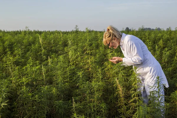 Bilim adamı Cbd kenevir bitkiler in kokulu ve marihuana alanında sonuçları memnun