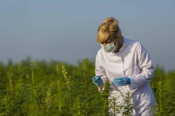 Cientista com pinças tirar amostras e observar plantas de cânhamo CBD no campo de maconha — Fotografia de Stock