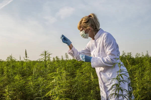 Scientifique avec une pince à épiler prélever des échantillons et observer des plantes de chanvre CBD sur le champ de marijuana — Photo