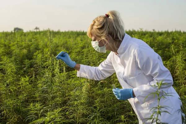 Scientifique avec une pince à épiler prélever des échantillons et observer des plantes de chanvre CBD sur le champ de marijuana — Photo