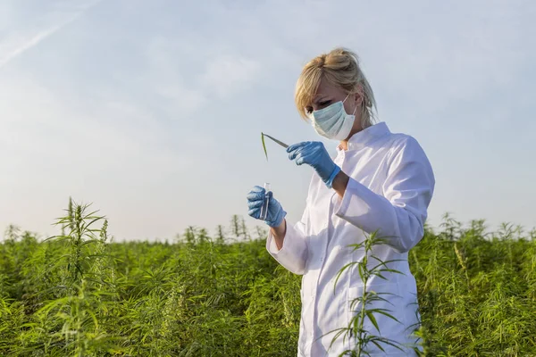 Scientifique avec une pince à épiler prélever des échantillons et observer des plantes de chanvre CBD sur le champ de marijuana — Photo