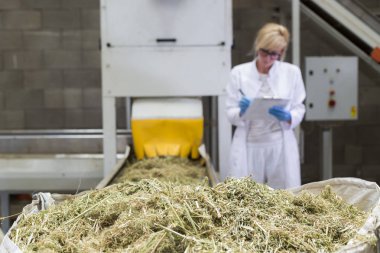 Bilim adamı sıralama makinesi i tarafından kuru Cbd kenevir bitkileri gözlemleyerek