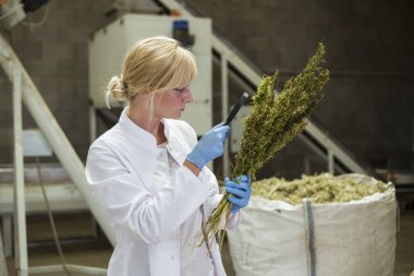 Bilim adamı büyüteç i ile kuru Cbd kenevir çiçekleri gözlemleyerek