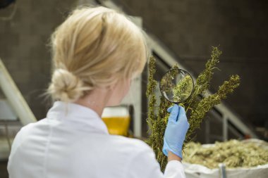 Bilim adamı fabrikada büyüteç ile kuru Cbd kenevir çiçekleri gözlemleyerek