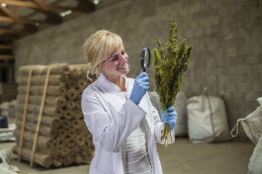 Bilim adamı fabrikada büyüteç ile kuru Cbd kenevir çiçekleri gözlemleyerek