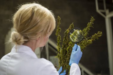 Bilim adamı fabrikada büyüteç ile kuru Cbd kenevir çiçekleri gözlemleyerek