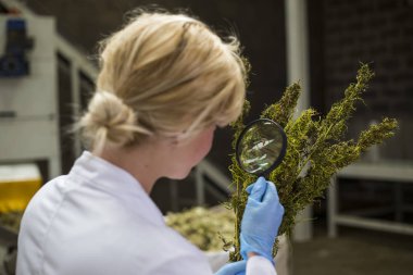 Bilim adamı fabrikada büyüteç ile kuru Cbd kenevir çiçekleri gözlemleyerek