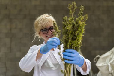 Bilim adamı fabrikada kuru Cbd kenevir çiçekleri gözlemleyerek