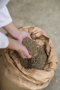 Eller fabrikada çuval Cbd kenevir tohumları alarak