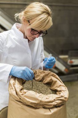 Bilim adamı fabrikada cımbız ve cam tüp ile çuval kuru Cbd kenevir tohumu örnekleri alarak