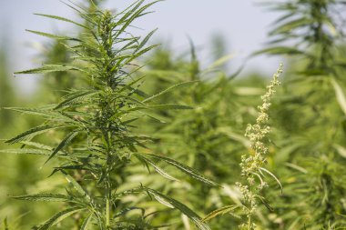 Erkek ve kadın Cbd kenevir bitkiler marihuana alanında