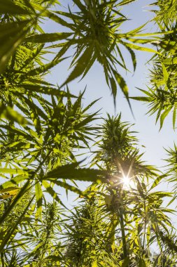 Big and healthy fresh CBD hemp bud on marijuana field clipart