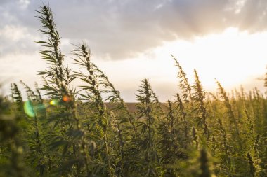 Gün doğumunda Esrar Cbd kenevir bitkiler alan