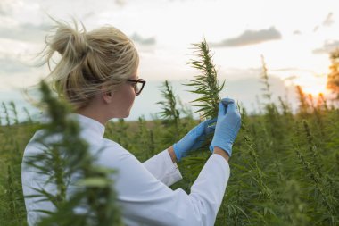 Cımbız kullanan bilim adamları marihuana tarlasında CBD kenevir bitkilerini inceliyor.