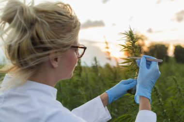 Cımbız kullanan bilim adamları marihuana tarlasında CBD kenevir bitkilerini inceliyor.