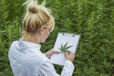 Scientist holding fresh CBD hemp leaf on marijuana field and taking notes clipart