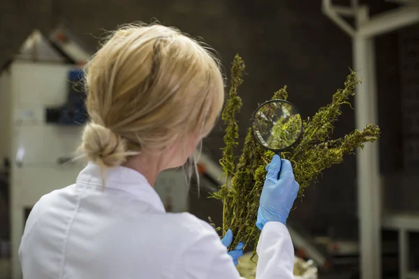 Científico observando flores secas de cáñamo CBD con lupa en fábrica — Foto de Stock