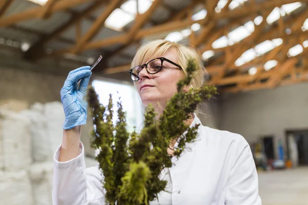 Científico observando semillas de flores secas de cáñamo CBD con pinzas en fábrica — Foto de Stock