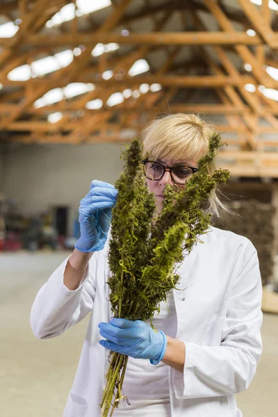 Científico observando semillas de flores secas de cáñamo CBD con pinzas en fábrica — Foto de Stock