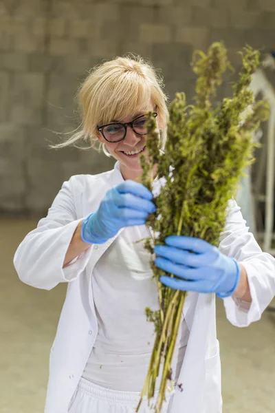 Científico observando flores secas de cáñamo CBD en fábrica — Foto de Stock