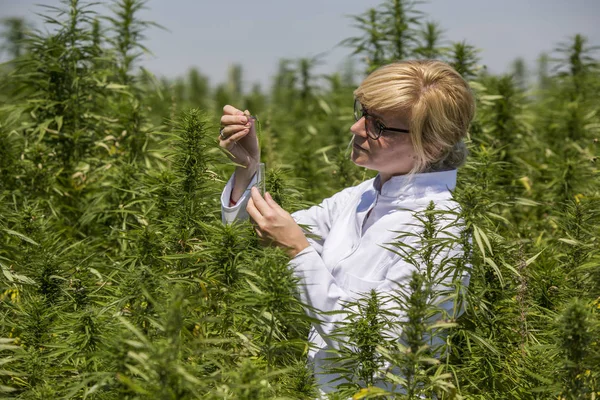 Scientifique avec une pince à épiler prélever des échantillons et observer des plantes de chanvre CBD sur le champ de marijuana — Photo