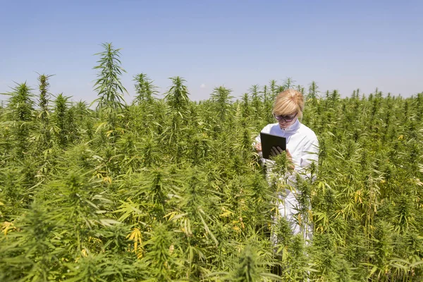 Wissenschaftler beobachtet cbd-Hanfpflanzen auf Marihuana-Feld und schreibt Ergebnisse in Tablette — Stockfoto