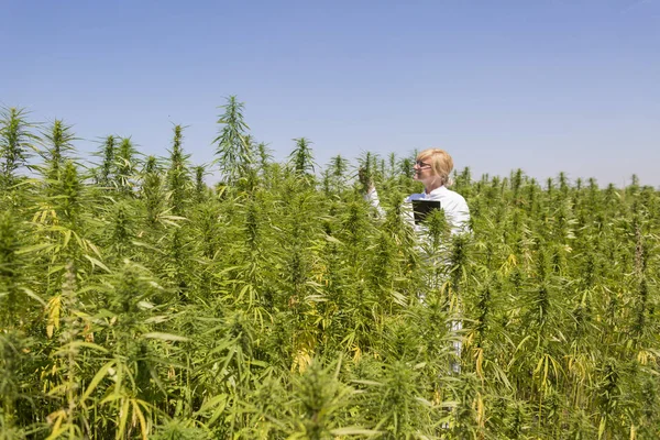Wissenschaftler beobachtet cbd-Hanfpflanzen auf Marihuana-Feld und schreibt Ergebnisse in Tablette — Stockfoto
