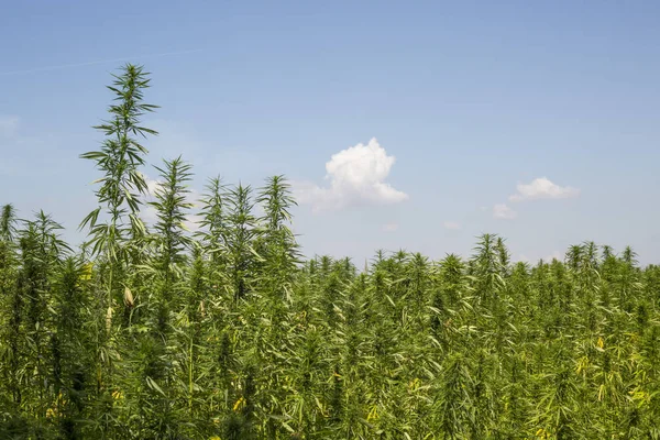 Marihuana cbd Hanfpflanzen Feld — Stockfoto