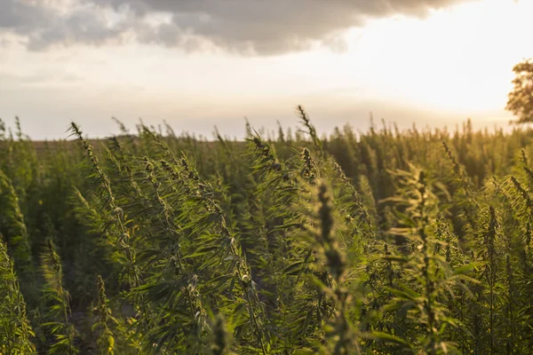 Marijuana CBD campo de plantas de cânhamo no nascer do sol — Fotografia de Stock