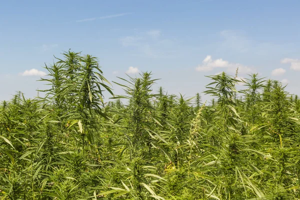 Esrar Cbd kenevir bitkiler alanı