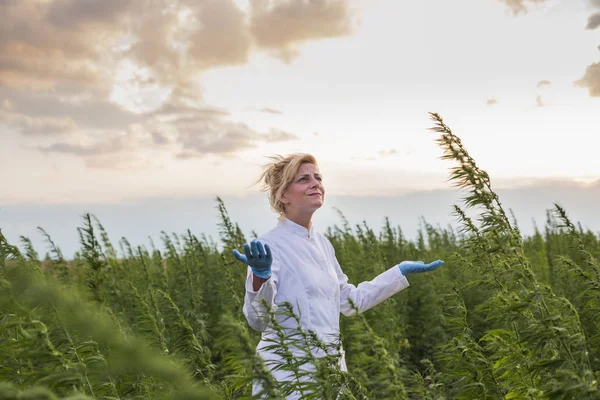 Scientifique regardant le mauvais temps et le vent dans le champ de plantes de chanvre CBD marijuana — Photo