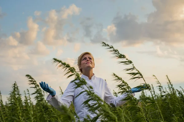 Scientifique regardant le mauvais temps et le vent dans le champ de plantes de chanvre CBD marijuana — Photo