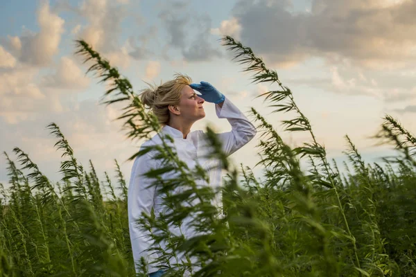 Wissenschaftler mit Blick auf schlechtes und windiges Wetter in Marihuana cbd Hanfpflanzen Feld — Stockfoto