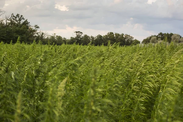 Marihuana cbd Hanfpflanzen Feld — Stockfoto