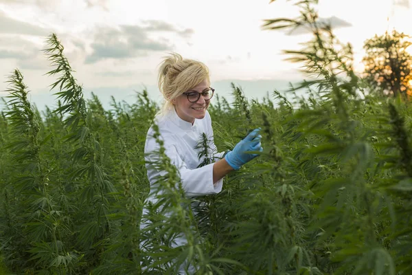 Scientifique sur le champ de marijuana heureux et satisfait des plantes de chanvre CBD — Photo
