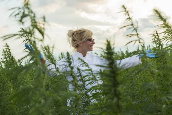 Scientifique sur le champ de marijuana heureux et satisfait des plantes de chanvre CBD. Elle a les mains grandes ouvertes — Photo