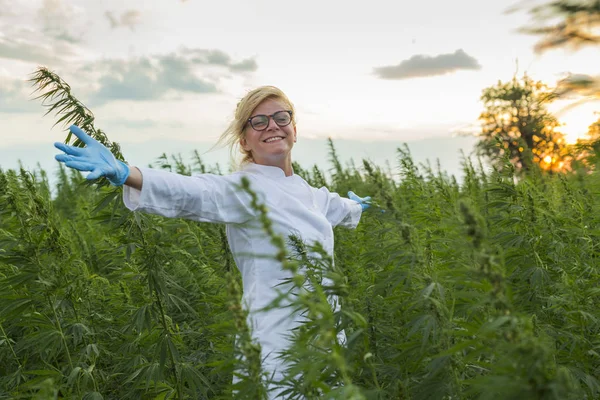 Scientifique sur le champ de marijuana heureux et satisfait des plantes de chanvre CBD. Elle a les mains grandes ouvertes — Photo