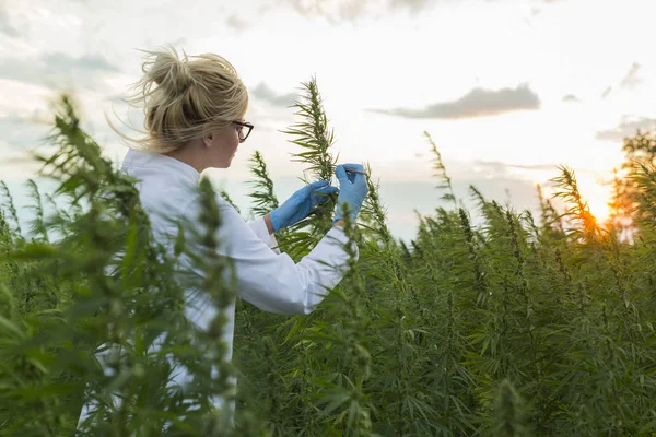 ピンセットでサンプルを採取し、マリファナ畑でCBD麻の植物を観察する科学者 — ストック写真