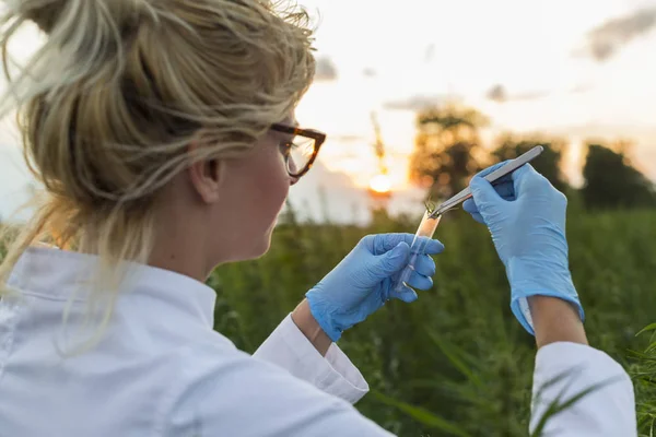 Científico con pinzas tomando muestras y observando plantas de cáñamo CBD en el campo de marihuana — Foto de Stock