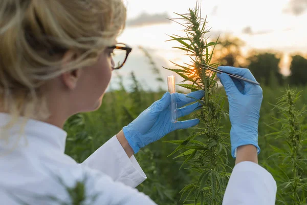 Científico con pinzas tomando muestras y observando plantas de cáñamo CBD en el campo de marihuana — Foto de Stock