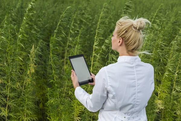 Bilim adamı marihuana alanında Cbd kenevir bitkileri gözlemleyerek ve tablet sonuçları yazma — Stok fotoğraf