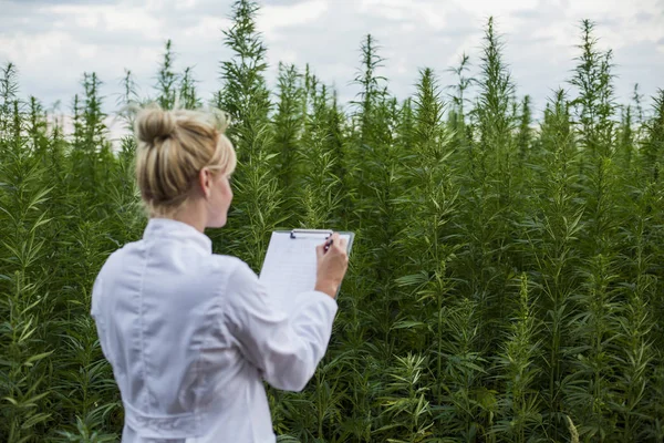 Wissenschaftler beobachtet cbd-Hanfpflanzen auf Marihuana-Feld und macht Notizen — Stockfoto