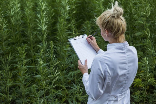 Wissenschaftler beobachtet cbd-Hanfpflanzen auf Marihuana-Feld und macht Notizen — Stockfoto