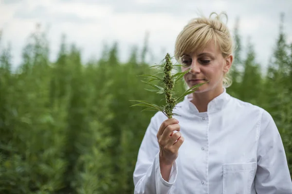 Científico sosteniendo capullo fresco de cáñamo CBD en campo de marihuana — Foto de Stock