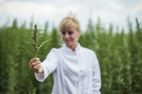 Wissenschaftler hält frische cbd-Hanfknospe auf Marihuana-Feld — Stockfoto