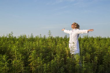 Bilim adamı marihuana alanında mutlu ve Cbd kenevir bitkiler memnun.