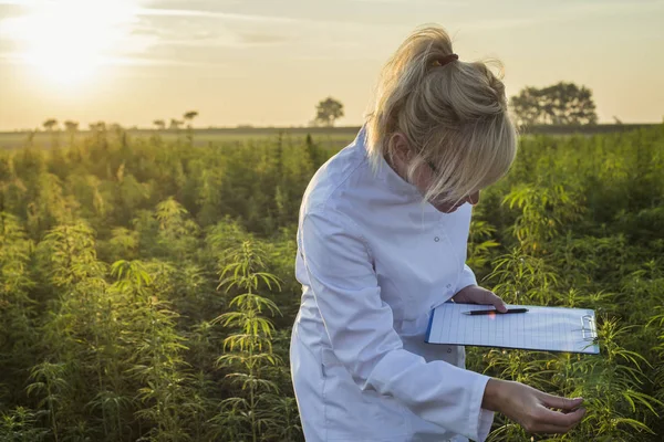 Scientifique observant des plantes de chanvre CBD sur le champ de marijuana et prenant des notes — Photo