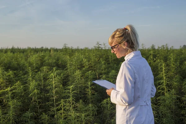 Scientifique observant des plantes de chanvre CBD sur le champ de marijuana et prenant des notes — Photo