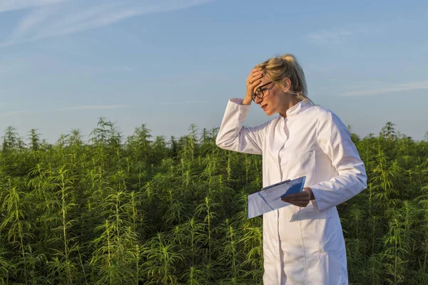 Scientist on marijuana field holding on forehead unhappy with CBD hemp plants